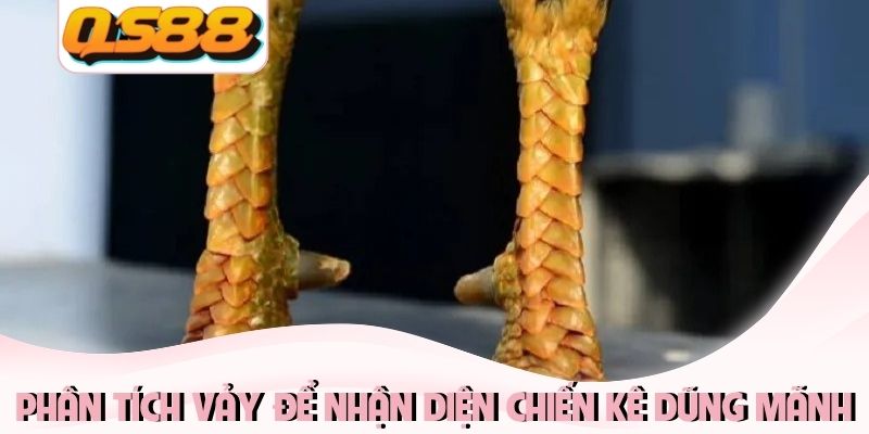 Phân tích vảy để nhận diện chiến kê dũng mãnh