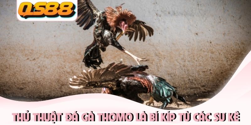 Thủ thuật đá gà Thomo là bí kíp từ các sư kê