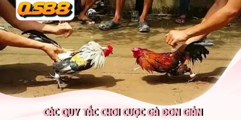 Các quy tắc chơi cược gà đơn giản