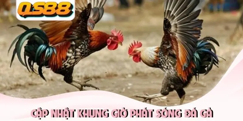 Live Đá Gà Thomo QS88 - Tận Hưởng Đấu Trường Đỉnh Cao 2026 1 Cập nhật khung giờ phát sóng đá gà