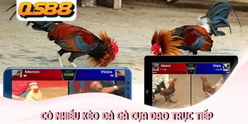 Có nhiều kèo đá gà cựa dao trực tiếp