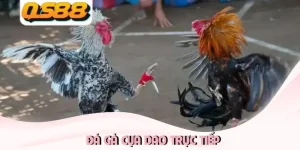 Đá gà cựa dao trực tiếp