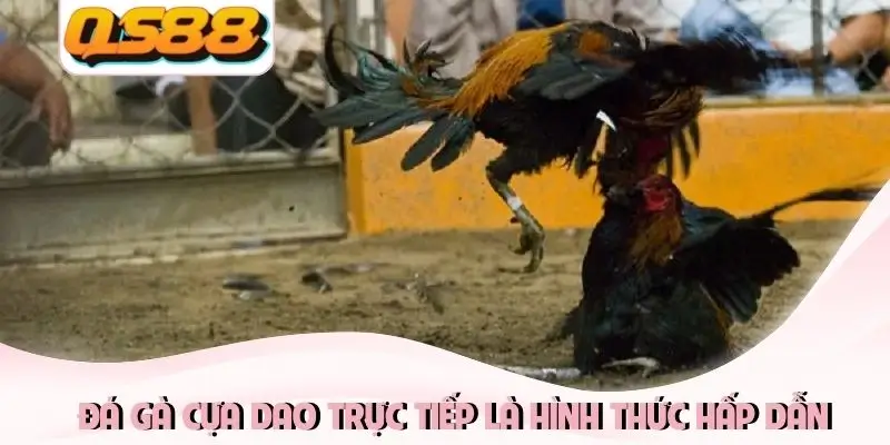 Đá gà cựa dao trực tiếp là hình thức hấp dẫn