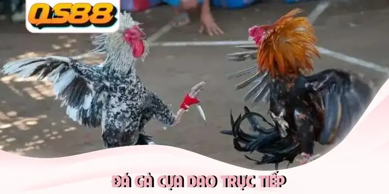 Đá gà cựa dao trực tiếp
