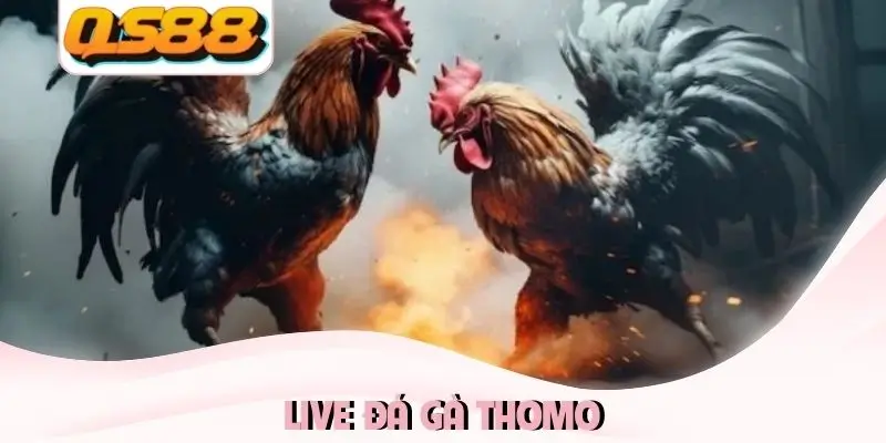 Live đá gà thomo