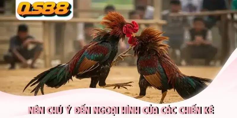 Nên chú ý đến ngoại hình của các chiến kê
